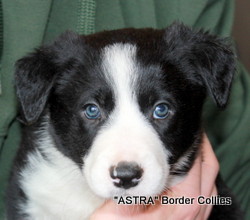 Black and white female, Smooth to medium coat, border collie puppy